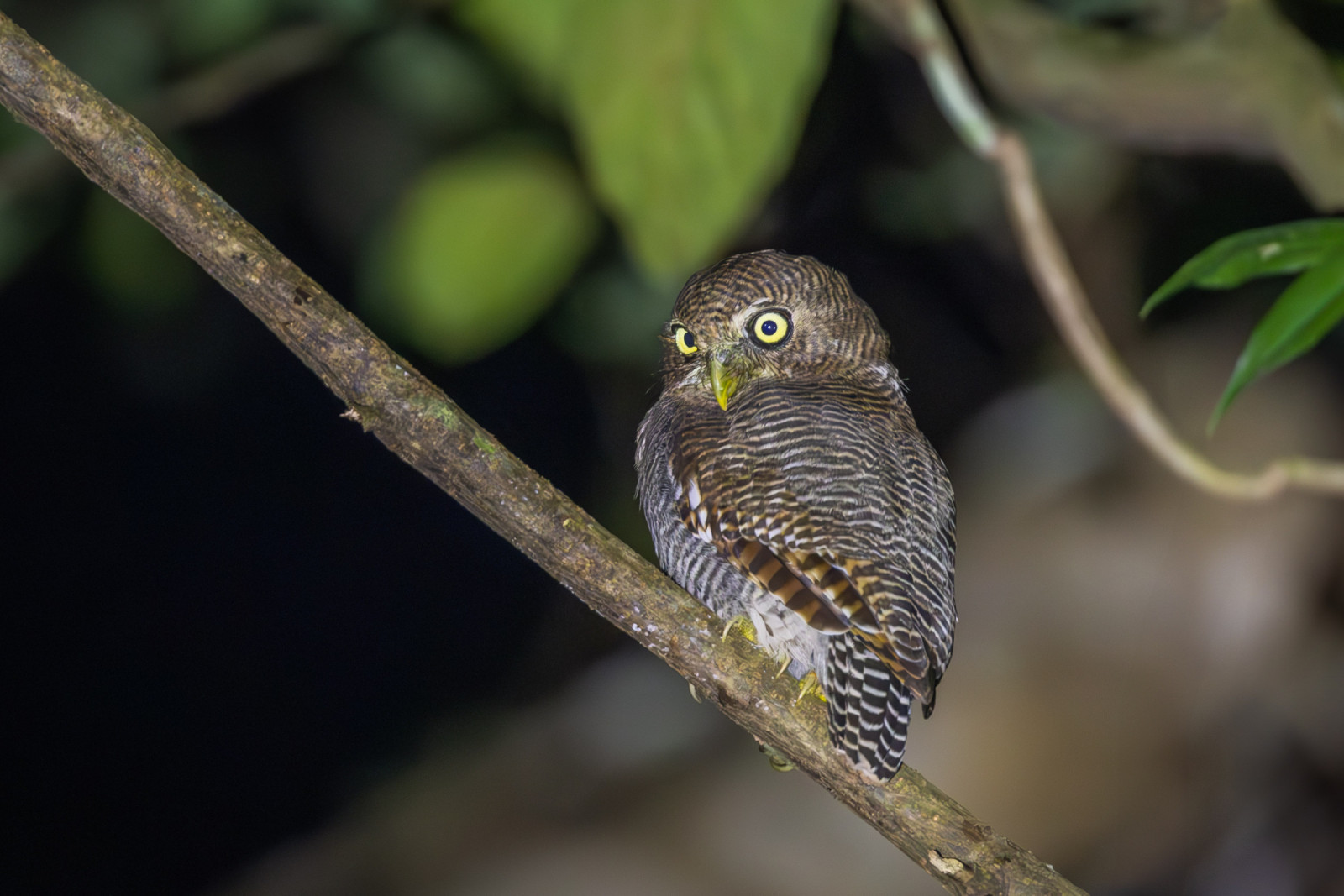 image Jungle Owlet